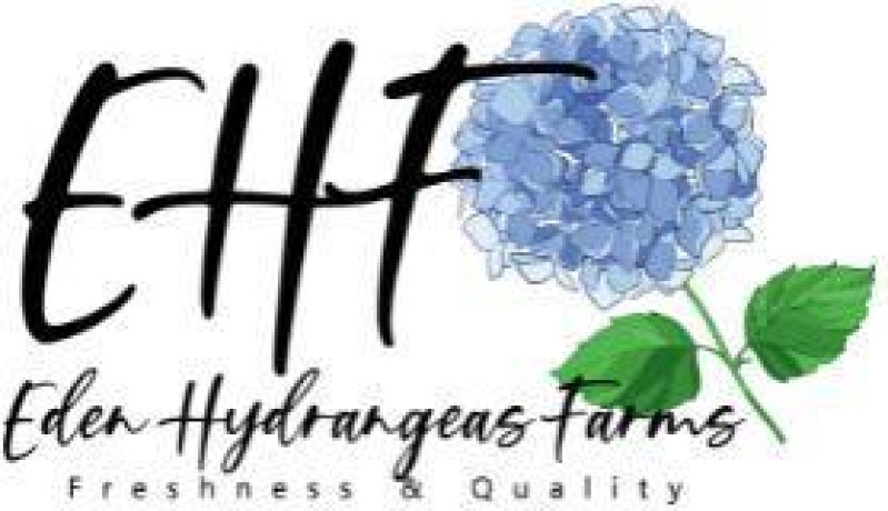 hydrangea-wholesale-flower-edenhydrangeas-big-0