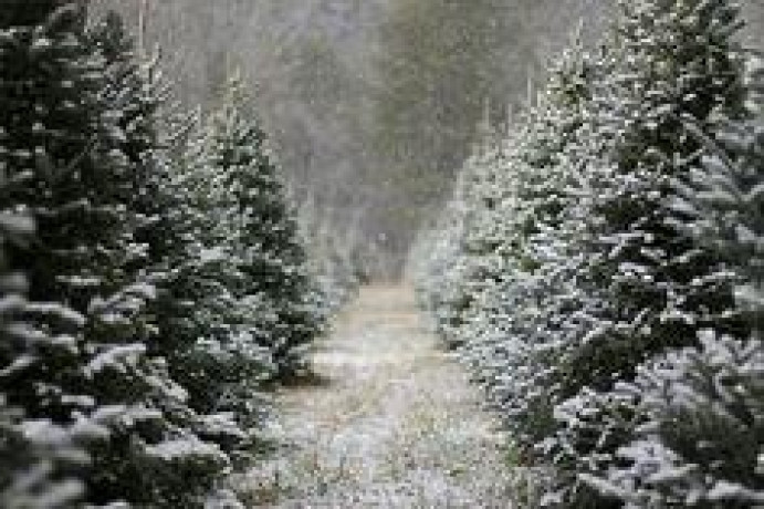 beautiful-fir-christmas-trees-for-sale-big-2