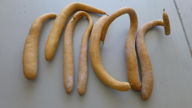 7-snake-gourds-for-crafts-big-4