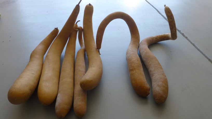 7-snake-gourds-for-crafts-big-3
