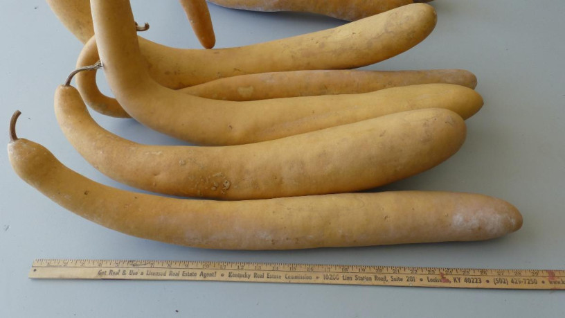 7-snake-gourds-for-crafts-big-1