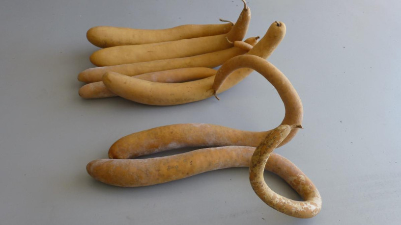 7-snake-gourds-for-crafts-big-2