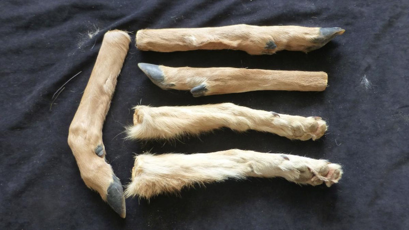 aninal-legs-great-for-native-american-crafts-big-0
