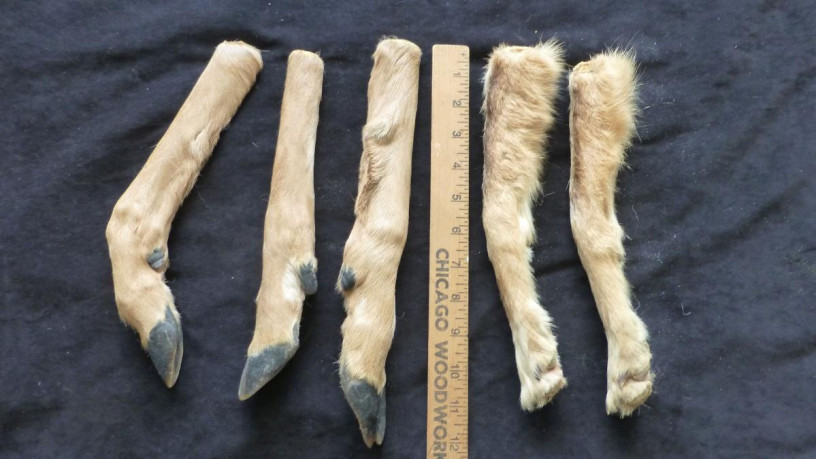 aninal-legs-great-for-native-american-crafts-big-1