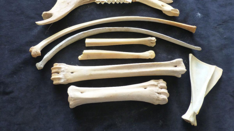 bones-great-for-native-american-crafts-big-1