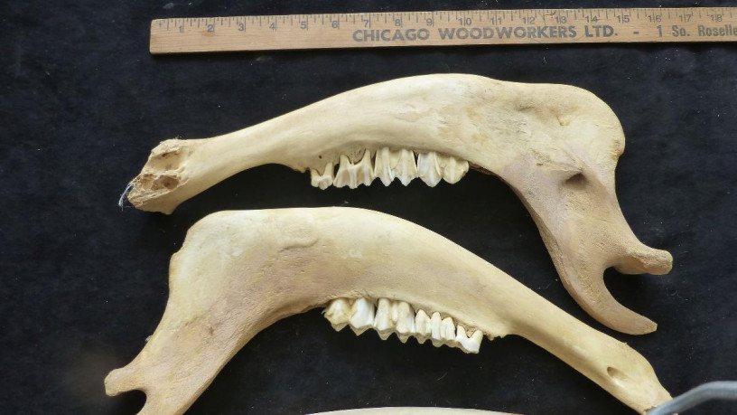 bones-great-for-native-american-crafts-big-2