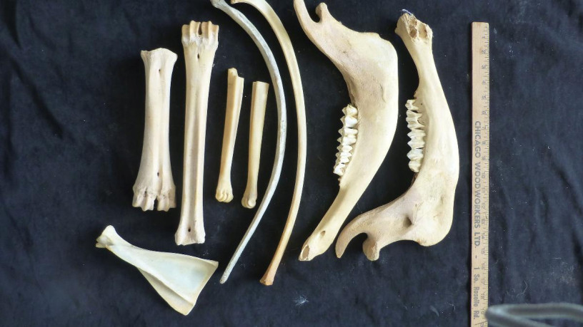 bones-great-for-native-american-crafts-big-4
