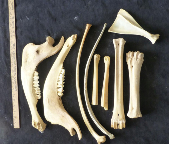 bones-great-for-native-american-crafts-big-3