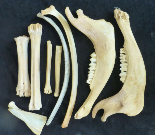 bones-great-for-native-american-crafts-big-0
