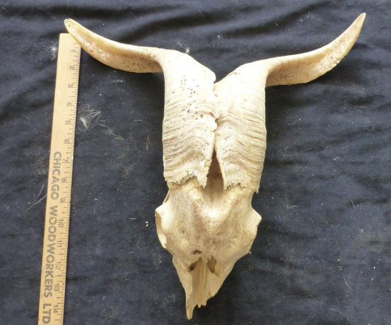 skulls-great-native-american-crafts-and-decorations-big-2