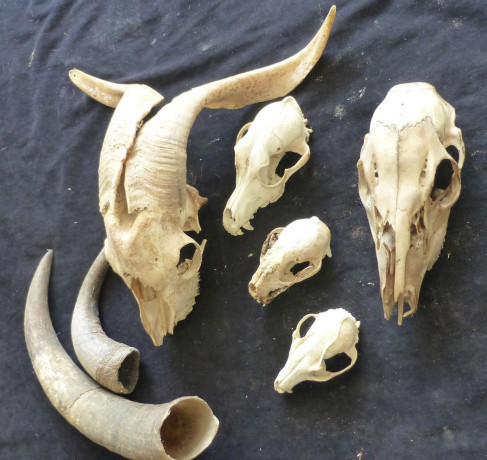 skulls-great-native-american-crafts-and-decorations-big-3