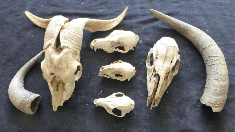 skulls-great-native-american-crafts-and-decorations-big-4