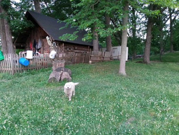polish-tatra-livestock-guardian-puppies-big-0