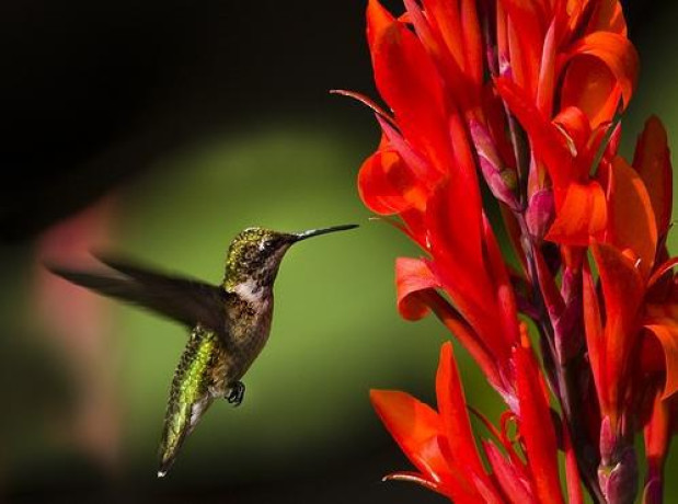 bulbs-holland-america-giant-heirloom-canna-robert-kemp-2-eye-bulbs-feathery-red-blooms-and-tropical-looking-big-0