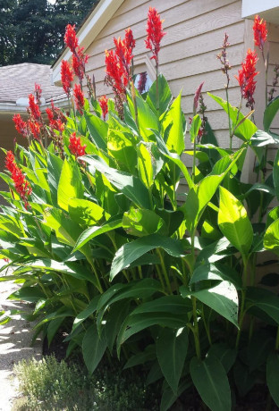 bulbs-holland-america-giant-heirloom-canna-robert-kemp-2-eye-bulbs-feathery-red-blooms-and-tropical-looking-big-4