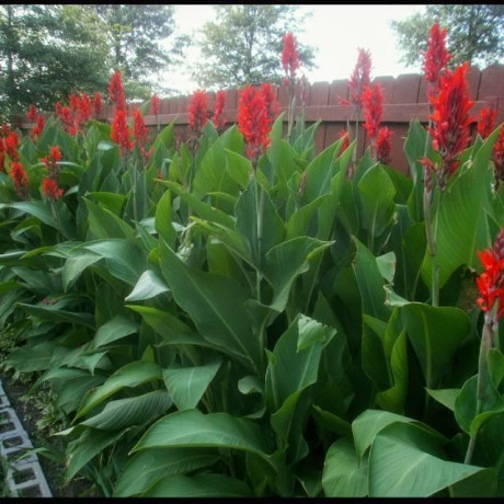 bulbs-holland-america-giant-heirloom-canna-robert-kemp-2-eye-bulbs-feathery-red-blooms-and-tropical-looking-big-2