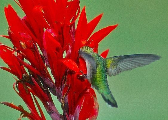 bulbs-holland-america-giant-heirloom-canna-robert-kemp-2-eye-bulbs-feathery-red-blooms-and-tropical-looking-big-1