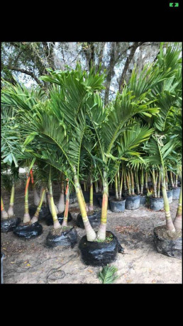 christmas-palms-best-deal-call-now-while-supply-lasts-big-0