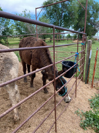 2-stud-donkeys-big-1