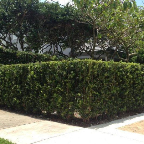 podocarpos-hedges-75-off-get-big-discount-big-0