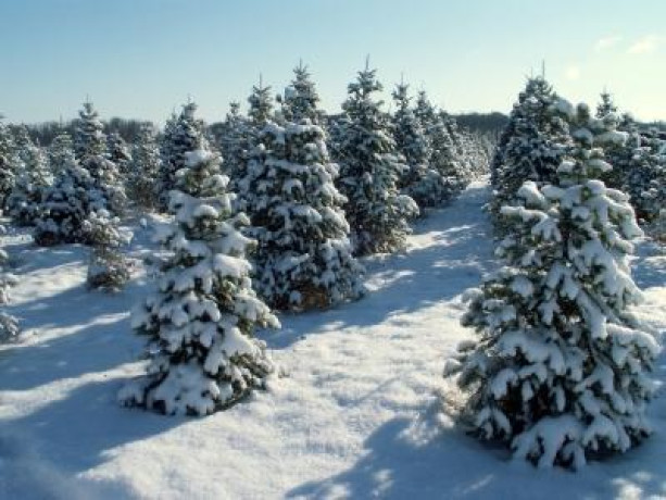 beautiful-fir-christmas-trees-for-sale-big-1
