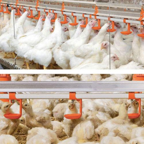 natural-water-softeners-for-poultry-farm-big-1