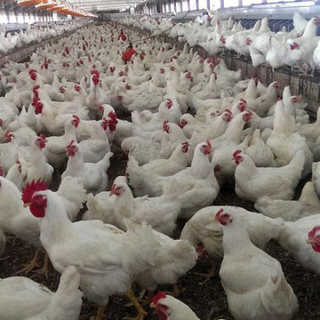 natural-water-softeners-for-poultry-farm-big-0