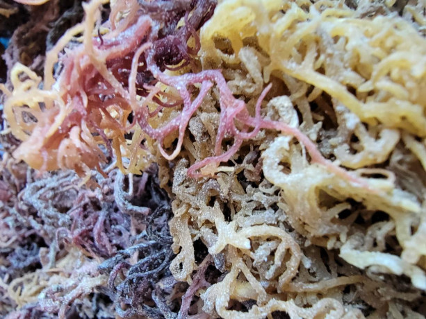 organic-wholesale-real-irish-sea-moss-wild-crafted-big-0