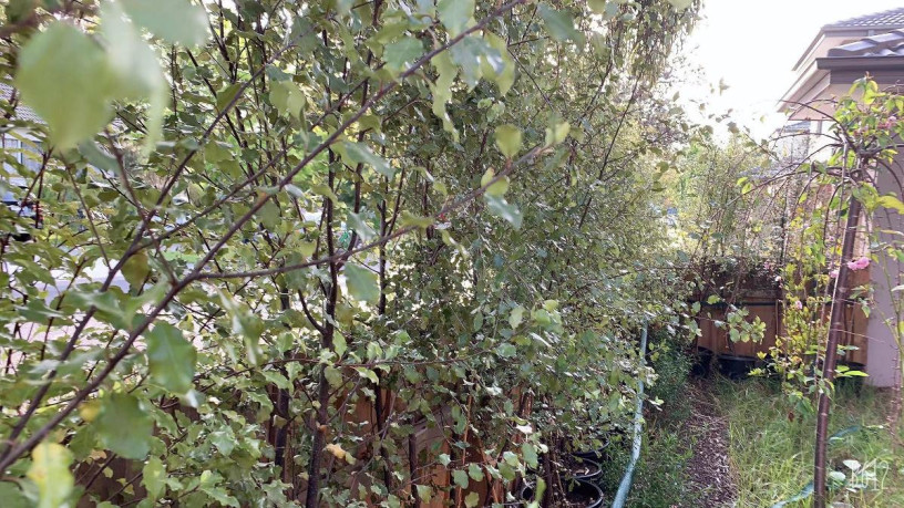 2-meters-tall-mature-grown-pittosporum-with-pot-for-sale-big-2