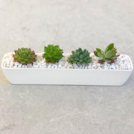 buy-succulent-gifts-happy-little-succulents-big-0