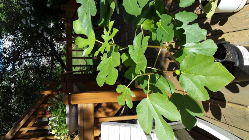 fig-trees-for-sale-big-1