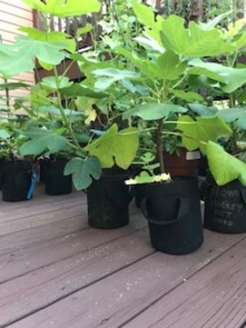 fig-trees-for-sale-big-0