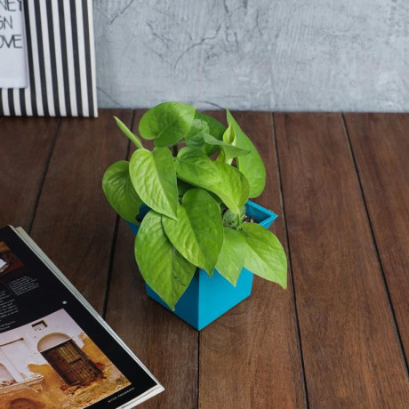 buy-air-purifying-plants-online-in-india-big-0