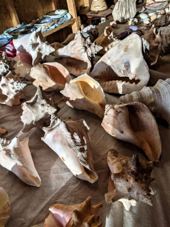 estate-sale-from-collector-of-sea-shells-starfish-and-much-more-individually-priced-big-1