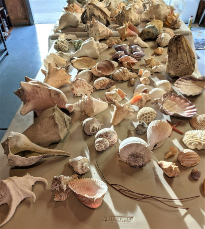 estate-sale-from-collector-of-sea-shells-starfish-and-much-more-individually-priced-big-3