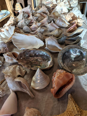 estate-sale-from-collector-of-sea-shells-starfish-and-much-more-individually-priced-big-2