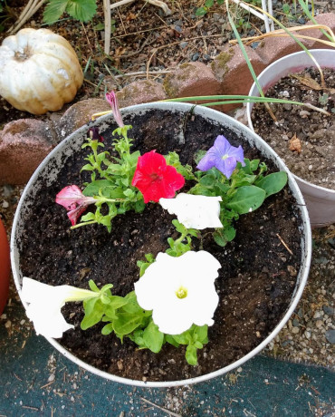 patriotic-petunias-big-0