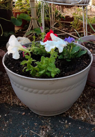 patriotic-petunias-big-1