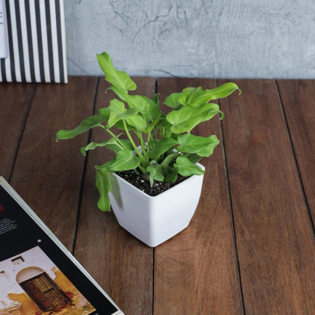 buy-air-purifying-indoor-plants-in-india-big-0