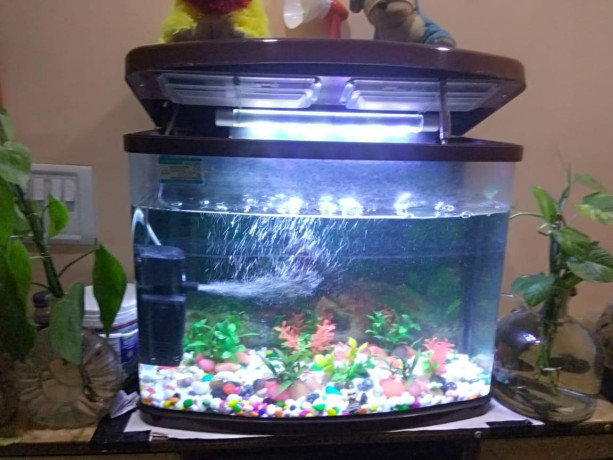 fully-furnished-aquarium-big-3