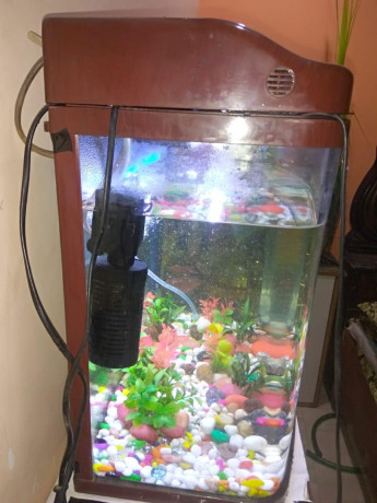 fully-furnished-aquarium-big-0
