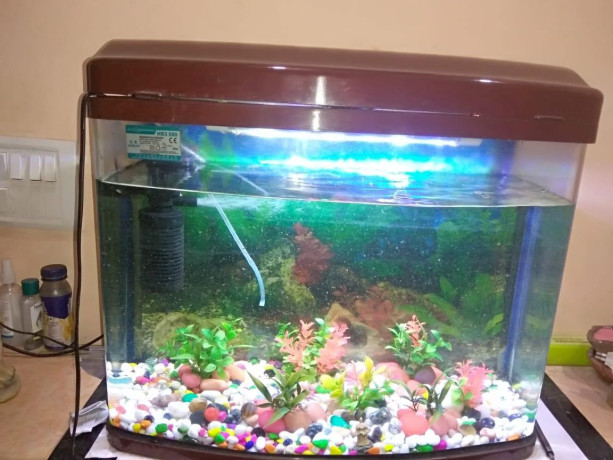 fully-furnished-aquarium-big-2