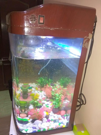 fully-furnished-aquarium-big-1