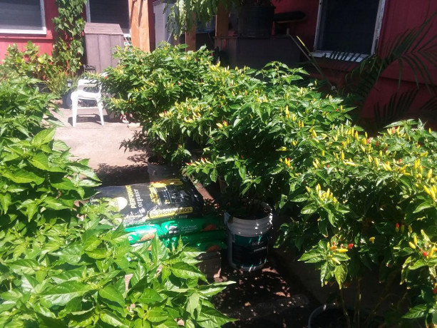 hot-hawaiian-chilipeppers-big-3