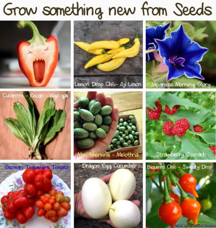 unusual-plant-seeds-for-hobby-gardeners-big-0