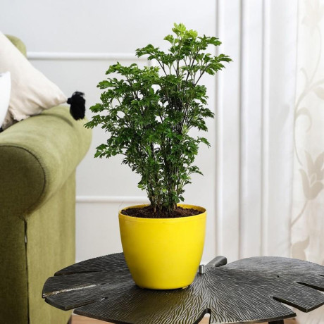 buy-indoor-plants-online-at-lowest-cost-big-0