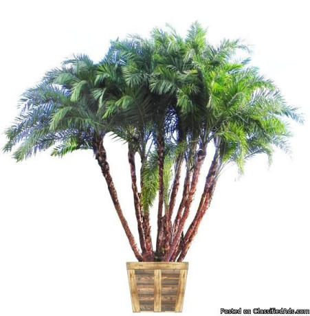 senegal-date-palms-for-sale-big-0