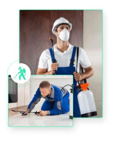 bed-bug-control-gold-coast-thepestandtermitecompanycomau-big-0