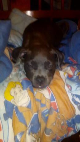 8-week-blue-boy-pitbull-big-0
