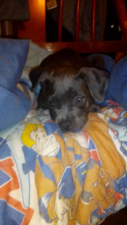 8-week-blue-boy-pitbull-big-2